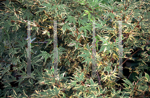 Picture of Acer palmatum 'Beni shichihenge'