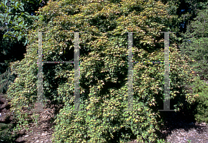 Picture of Acer palmatum 'Beni tsukasa'