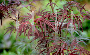 Picture of Acer palmatum(Linearilobum Group) 'Beni yubi gohon'