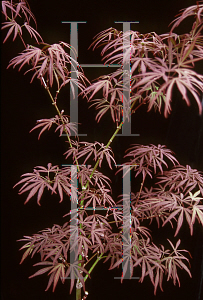 Picture of Acer palmatum(Linearilobum Group) 'Beni yubi gohon'