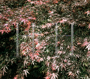 Picture of Acer palmatum(Linearilobum Group) 'Beni yubi gohon'