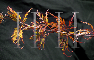 Picture of Acer palmatum (Dissectum Group) 'Barrie Bergman'