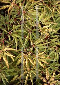 Picture of Acer palmatum (Dissectum Group) 'Berrima Bridge'