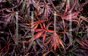 Picture of Acer palmatum (Dissectum Group) 'Berrima Bridge'