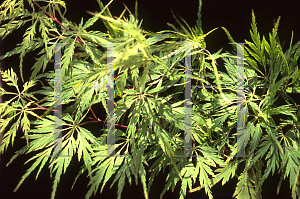 Picture of Acer palmatum (Dissectum Group) 'Berrima Bridge'