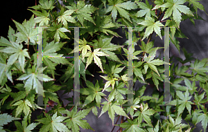 Picture of Acer palmatum 'Berry Dwarf'