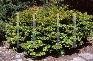 Picture of Acer palmatum 'Berry Dwarf'