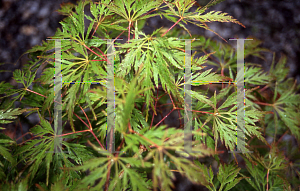 Picture of Acer palmatum (Dissectum Group) 'Birthday Wishes'