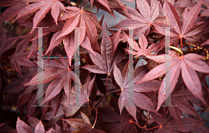 Picture of Acer palmatum (Palmatum Group) 'Bloodgood'