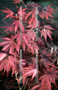 Picture of Acer palmatum (Palmatum Group) 'Bloodgood'