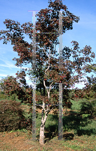 Picture of Acer palmatum (Palmatum Group) 'Bloodgood'