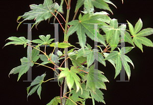 Picture of Acer palmatum 'Bob's Big Green'