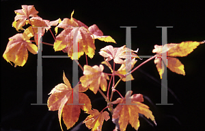 Picture of Acer palmatum 'Bob's Big Green'