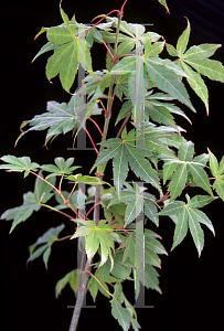 Picture of Acer palmatum 'Bob's Big Green'