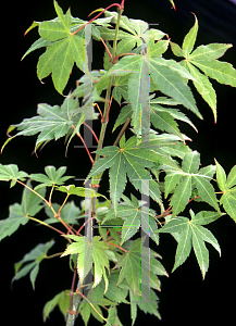 Picture of Acer palmatum 'Bob's Big Green'