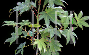 Picture of Acer palmatum 'Bob's Big Green'