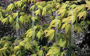 Picture of Acer palmatum (Amoenum Group) 'Bonnie Bergman'