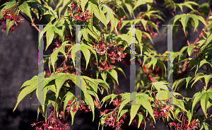 Picture of Acer palmatum (Amoenum Group) 'Bonnie Bergman'