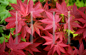 Picture of Acer palmatum 'Boskoop Glory'