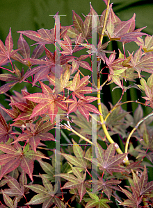 Picture of Acer palmatum 'Boskoop Glory'