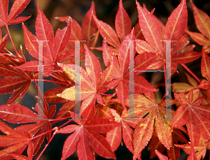 Picture of Acer palmatum 'Boskoop Glory'