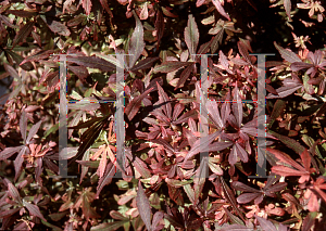 Picture of Acer palmatum (Matsumurae Group) 'Bradley's Broom'