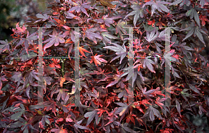 Picture of Acer palmatum (Matsumurae Group) 'Bradley's Broom'