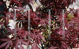 Picture of Acer palmatum (Matsumurae Group) 'Bradley's Broom'