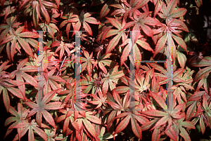 Picture of Acer palmatum 'Brandt's Dwarf'