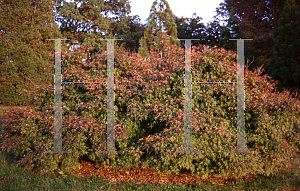 Picture of Acer palmatum 'Brandt's Dwarf'