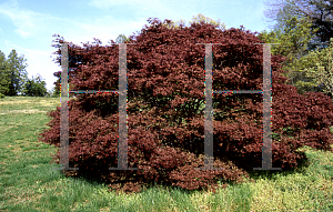 Picture of Acer palmatum 'Brandt's Dwarf'