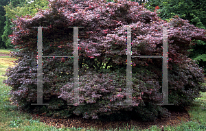 Picture of Acer palmatum 'Brandt's Dwarf'