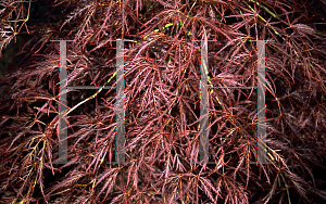 Picture of Acer palmatum (Dissectum Group) 'Brocade'