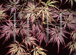 Picture of Acer palmatum (Dissectum Group) 'Brocade'