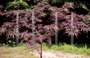 Picture of Acer palmatum (Dissectum Group) 'Brocade'