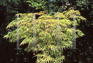 Picture of Acer palmatum (Dissectum Group) 'Bronzewing'