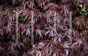 Picture of Acer palmatum (Matsumurae Group) 'Burgundy Lace'
