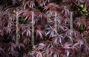 Picture of Acer palmatum (Matsumurae Group) 'Burgundy Lace'