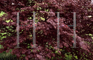 Picture of Acer palmatum (Matsumurae Group) 'Burgundy Lace'