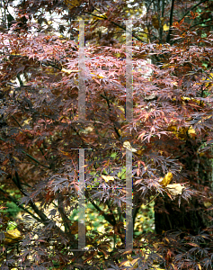 Picture of Acer palmatum (Matsumurae Group) 'Burgundy Lace'