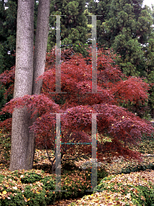Picture of Acer palmatum (Matsumurae Group) 'Burgundy Lace'