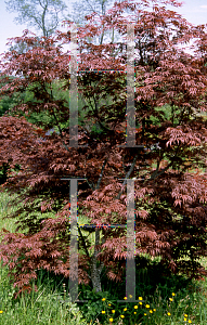 Picture of Acer palmatum (Matsumurae Group) 'Burgundy Lace'