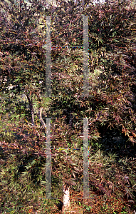 Picture of Acer palmatum (Matsumurae Group) 'Burgundy Lace'