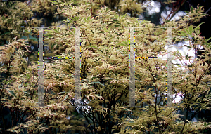 Picture of Acer palmatum 'Butterfly'