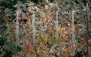 Picture of Acer palmatum 'Butterfly'