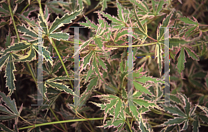 Picture of Acer palmatum 'Butterfly'