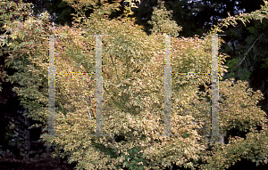 Picture of Acer palmatum 'Butterfly'