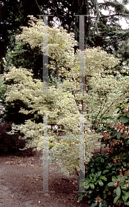 Picture of Acer palmatum 'Butterfly'