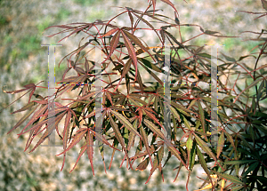 Picture of Acer palmatum (Matsumurae Group) 'Cagel #0'