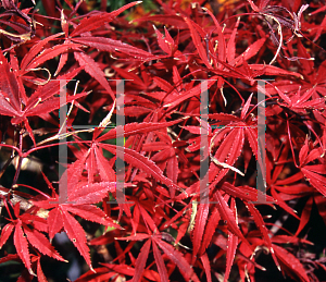 Picture of Acer palmatum (Matsumurae Group) 'Cagel #0'